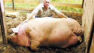 15 Pigs You Won't Believe Actually Exist!