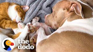 Kitten Comforts Pit Bull Who's Scared Of Baths | The Dodo Odd Couples