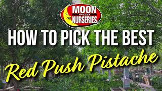 How to Pick The Best Red Push Pistache