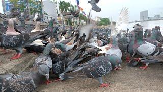 Collection Hungry Dove ️, Very hungry Pigeons, Amazing Dove eating