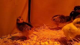 Suburban chicks- day 3