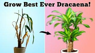 Grow Best Ever Dracaena - Dracaena Plant Care