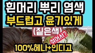 100% 헤나와인디고 섞어서 뿌리염색!!! 이렇게 하니 완벽하게 흰머리 염색이 되네? 유난히 머릿결이 부드럽고 윤기가 나는 이유는 뭘까요? 꼭한번 그대로 해보세요~~