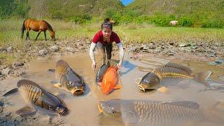 Drain Pond With A High-Capacity Pump - Harvesting Many Fish And Turtle - Farm Life