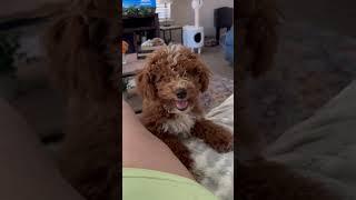 Oops #heather #puppy #youtubeshorts #shorts #cute #dog #pets #funnyvideo y