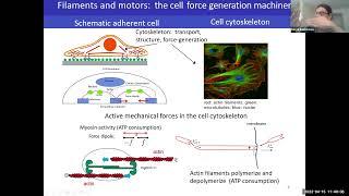 Kinjal Dasbiswas: Cells use mechanical communication to optimally network