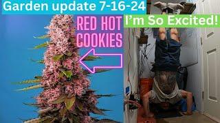 Indoor grow update 7-16-24 Red hot cookies, cheese, skunk #1 & more! happy plants, happy gardener!