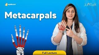 Metacarpals | Bones Hand Anatomy Lecture for Medical Students | V-Learning™