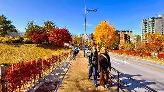 [4K] Walking Tour Around Marunouchi, Otemachi and The Imperial Palace Outside. Tokyo, Japan.