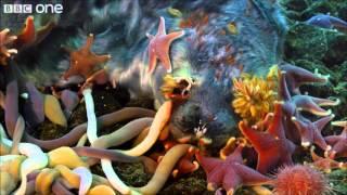 BBC life-Underwater Time Lapse of Swarming Monster Worms and Sea Stars