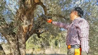 Curso de poda y manejo del olivar en Segorbe (Castellón). Olivo casi milenario (I).