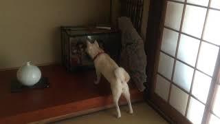 日本人形をじっと見ていた柴犬は……