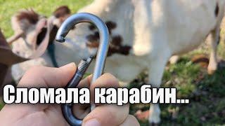 Корова разогнула карабин и пошла гулять... Пришлось чинить ОГНЁМ!