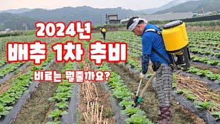 배추 1차 추비 시기 비료 선택 주는방법 (배추재배방법)