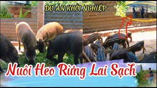 Thanh Niên Vi Vu  Dự án khởi nghiệp " Nuôi heo Rừng Lai sạch" Ai cần cứ comment bên dưới nhé!!!