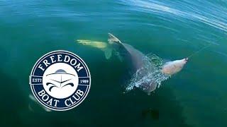 Taking A Freedom Boat Club Boat Off-Shore CRAZY Shark Attacks