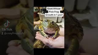 Giant African Pixie Frog growth in 1 year!