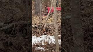 Voles, mulch, winter, and trees #fruittrees #agroforestry