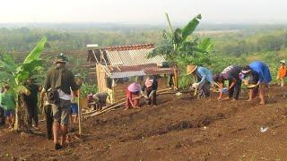 GOTONG ROYONG TANAM PADI DI LAHAN YU KAISEM