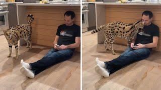 Pet serval loves getting attention from her owner