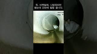 쥐,바퀴벌레,나방파리 하수도 삼대장만 보다 고양이로 힐링하는 중 #shorts #하수도#바퀴벌레#나방파리#하수구