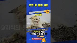 길고양이를 도우려다 오히려 물린 착한 사람의 이야기 #고양이구조 #동물의본능