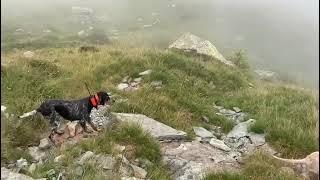 Erica e Fiume delle Bianche Alpine, passione Coturnici