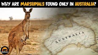 Why Most Marsupials Are Found in Australia?