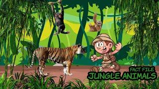 Jungle Animals | Fact File | Learning Jungle Animals for Kids | Walking in the Jungle Song