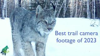 Best trail camera footage from 2023