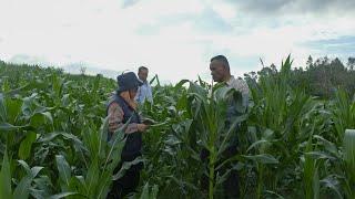 Distanpang Pidie Kembangkan Tanaman Jagung di Delapan Kecamatan