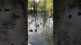 Mandarin ducks in Queen Elizabeth Park, Vancouver