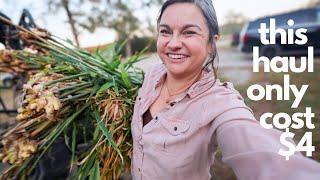 This Grew from Grocery Store Food! (Why I don't do huge harvest videos anymore) | VLOG