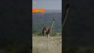 Sounds of the Savanna: Elephant, Ostrich, & Little Owl