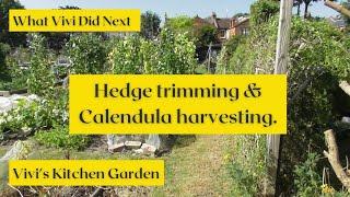 Vivi's Kitchen Garden: Hedge trimming & Calendula harvesting.