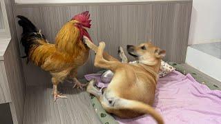 The dog is angry!rooster invaded the retriever's territory and was conquered by the dog! so funny