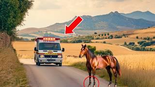 CABALLO BLOQUEA UNA AMBULANCIA... ¡LA RAZÓN IMPACTANTE DEJA A LOS DOCTORES SIN PALABRAS!