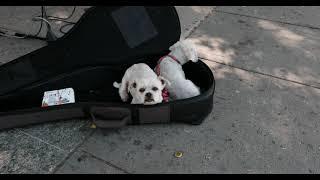 Sultans of Swing cover performed by Rob Longstaff and his 2 pooches