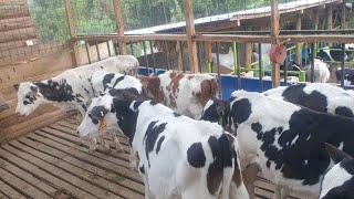 USA/Kenyan  Dairy FARMER Whose cows give 30+ Litres per Day with own improved Breeds.