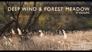 4 hours - Wind in the Trees & Forest Meadow | Deep Wind Sounds | Relaxing Forest Ambience | 4K