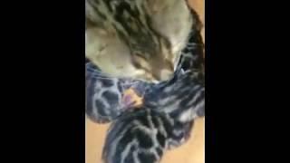 Bengal kitten born in the sac: birth of bengal kittens Ramazan Cattery