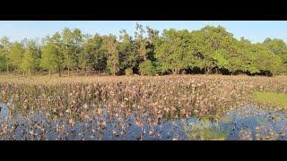 4K濕地公園!! 帶大家行紅樹林浮木橋!! Hong Kong Wetland Park Tour!! 26/11/2020