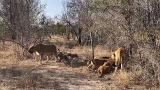 Leonas con cachorros (Manada Ntsevu) | lionesses with cubs (Ntsevu pride)