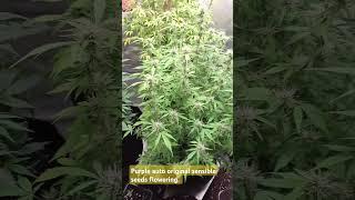 Purple auto original sensible seeds