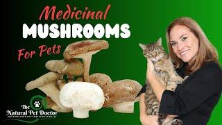 How to Use Powerful Mushrooms to Naturally Improve Pet Health