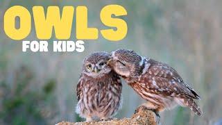 Owls for Kids | Learn fun facts about these cool birds!