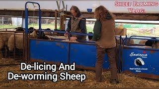 Sheep Health Boost: How We Keep Our Flock Healthy At Ewetopia Farms With De-licing And Deworming