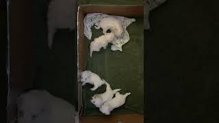 Bichon Frise Puppies - Playing 28 days old