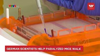 German scientists help paralyzed mice walk | VTV World