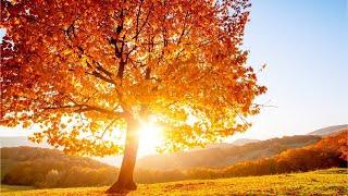 Beautiful Relaxing Hymns, Peaceful Instrumental Music, "Golden Autumn Morning Sunrise" By Tim Janis